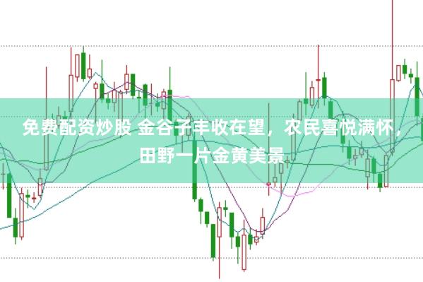 免费配资炒股 金谷子丰收在望，农民喜悦满怀，田野一片金黄美景
